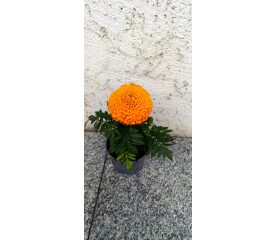 Tagetes (Marigold) în ghiveci – explozie de culoare pentru balcon, terasă și grădină