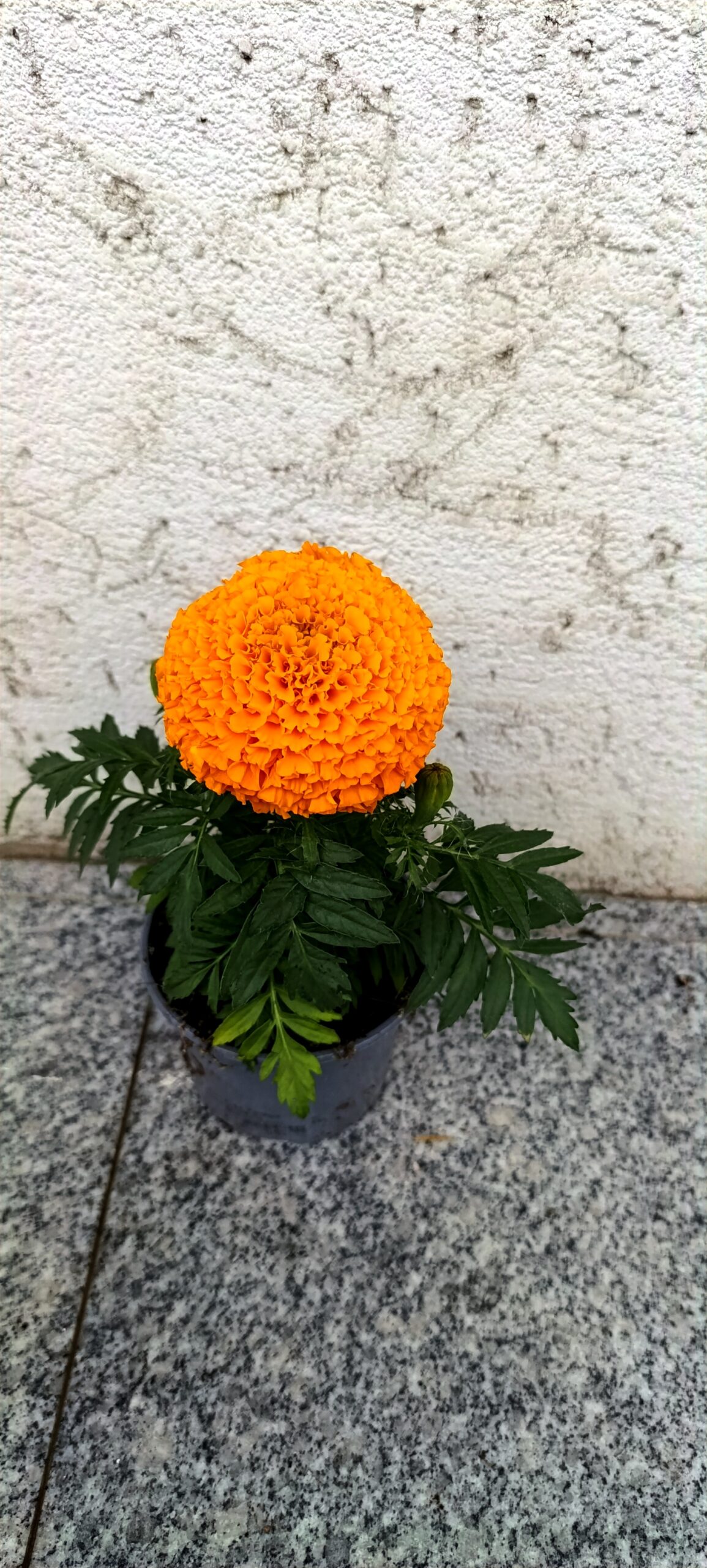Tagetes (Marigold) în ghiveci – explozie de culoare pentru balcon, terasă și grădină Tagetes (Marigold) în ghiveci – explozie de culoare pentru balcon, terasă și grădină