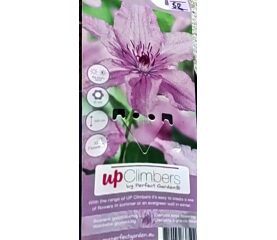 Clematis mix de culori – eleganță și rafinament pentru orice ocazie