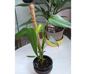 Monstera Burle Marx Flame – Planta rară cu frunze spectaculoase și aspect exotic
