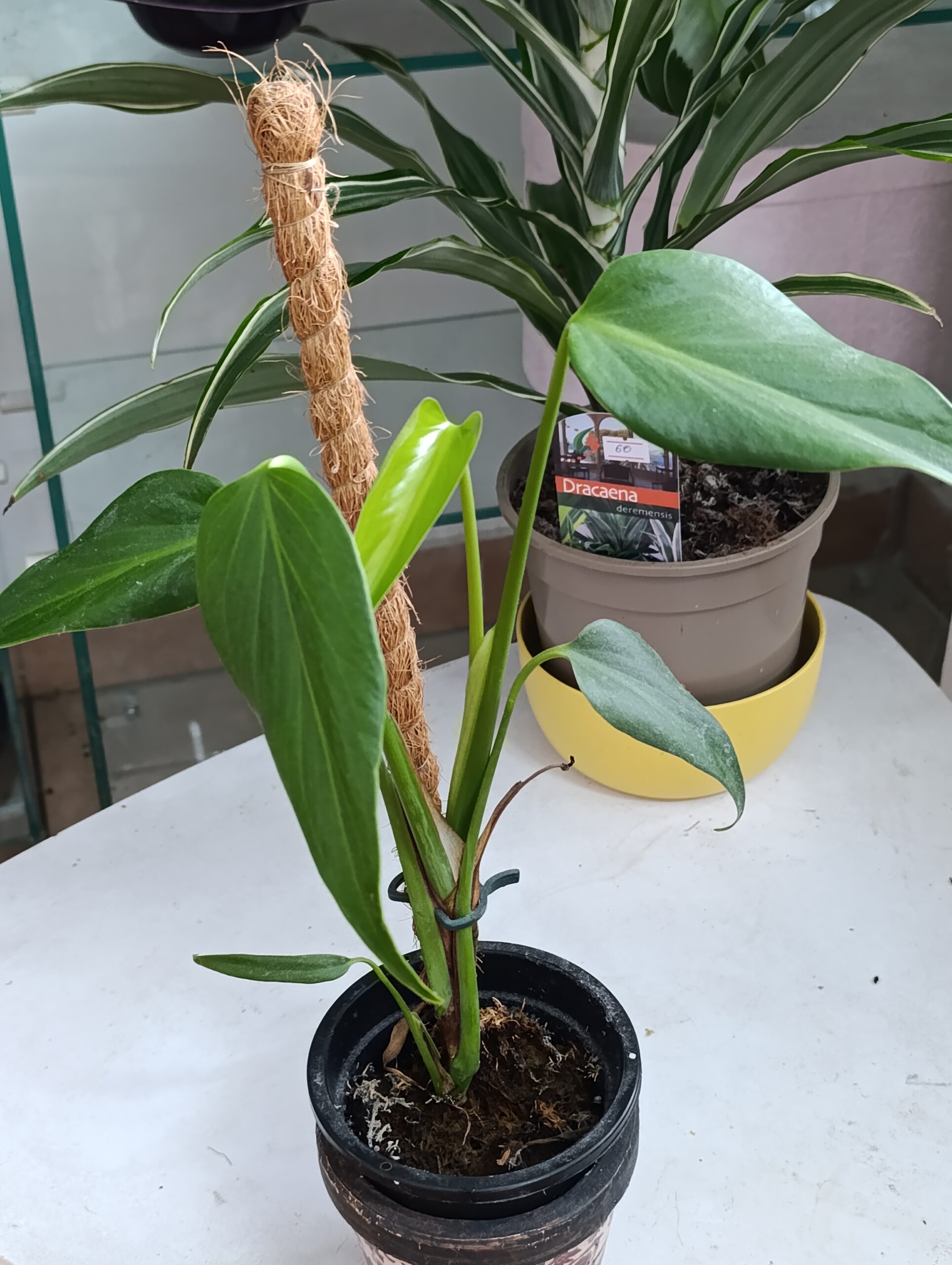 Monstera Burle Marx Flame – Planta rară cu frunze spectaculoase și aspect exotic Monstera Burle Marx Flame – Planta rară cu frunze spectaculoase și aspect exotic