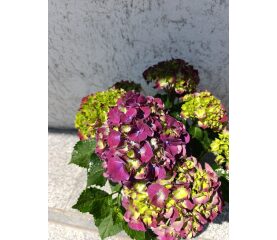 Hydrangea macrophylla ‘Hi Fire’ – hortensie spectaculoasă cu flori în nuanțe intense