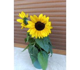 Helianthus ‘Sunray Yellow’ – floarea-soarelui ornamentală cu flori spectaculoase