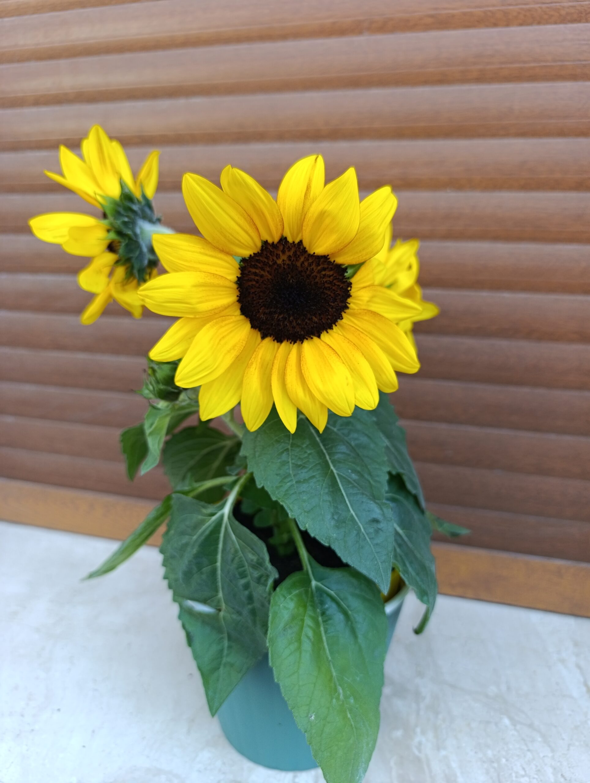 Helianthus ‘Sunray Yellow’ – floarea-soarelui ornamentală cu flori spectaculoase Helianthus ‘Sunray Yellow’ – floarea-soarelui ornamentală cu flori spectaculoase