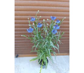 Centaurea – plantă ornamentală cu flori delicate și înflorire spectaculoasă