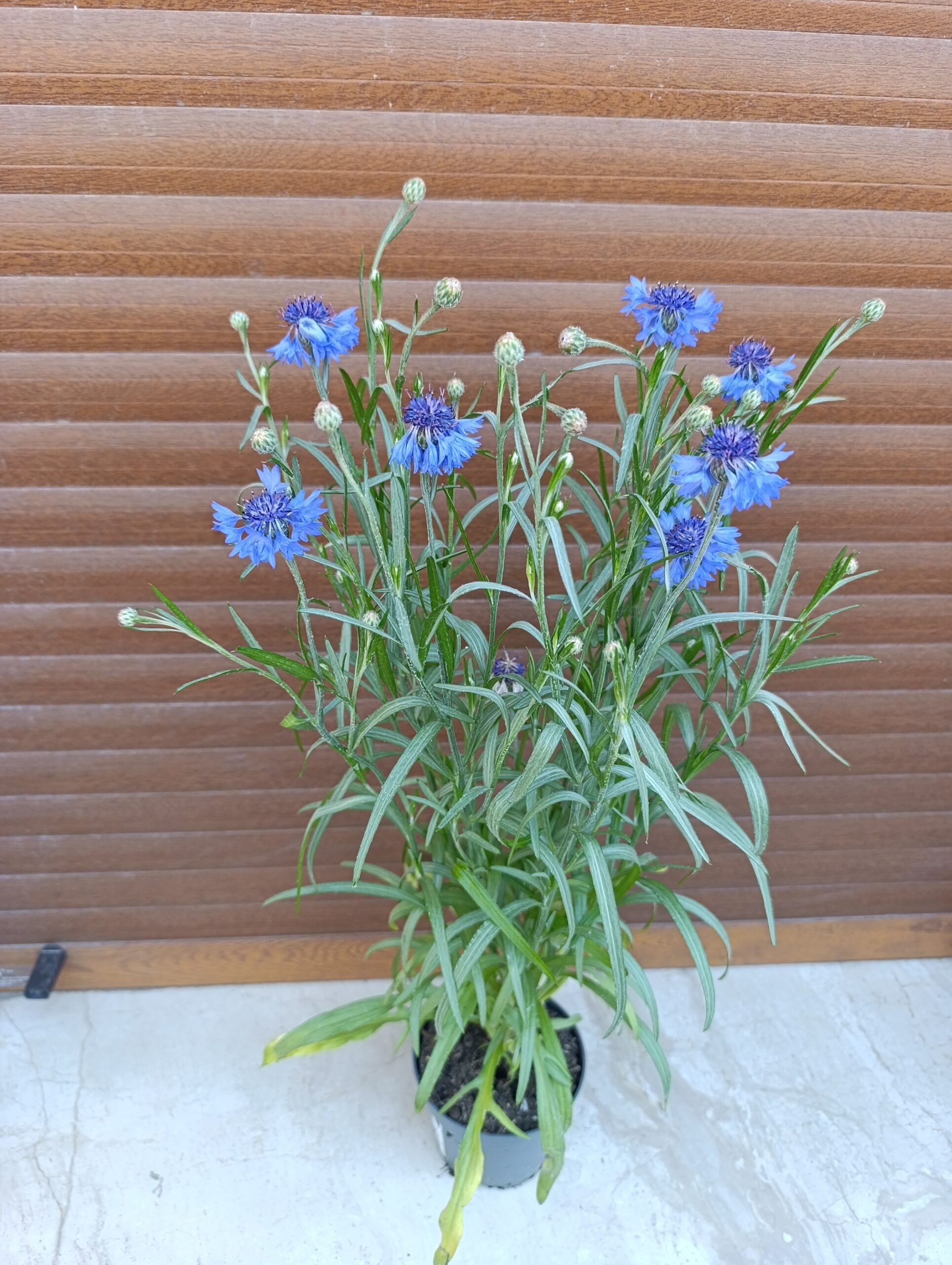 Centaurea – plantă ornamentală cu flori delicate și înflorire spectaculoasă Centaurea – plantă ornamentală cu flori delicate și înflorire spectaculoasă