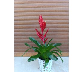 Vriesea Twinkle – Plantă tropicală decorativă cu înflorire spectaculoasă