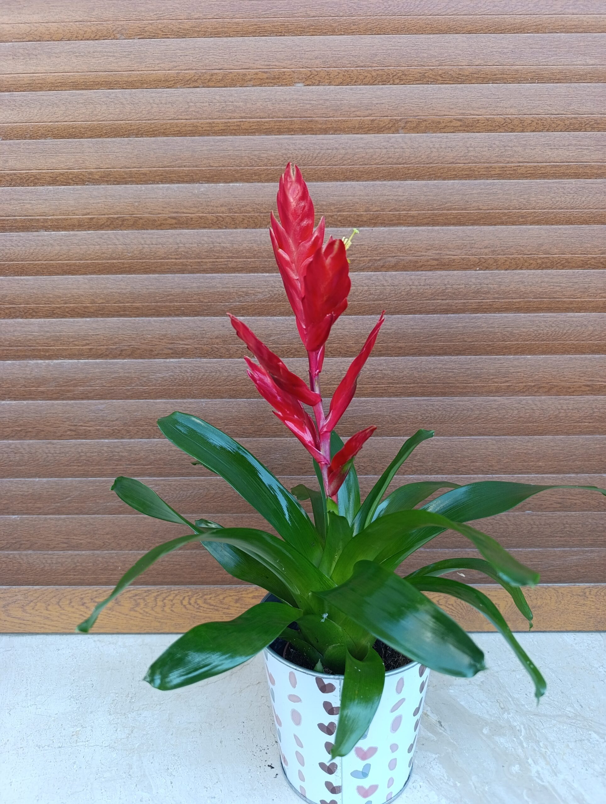 Vriesea Twinkle – Plantă tropicală decorativă cu înflorire spectaculoasă Vriesea Twinkle – Plantă tropicală decorativă cu înflorire spectaculoasă
