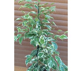 Ficus benjamina ‘Twilight’ – plantă de interior elegantă cu frunziș variegat