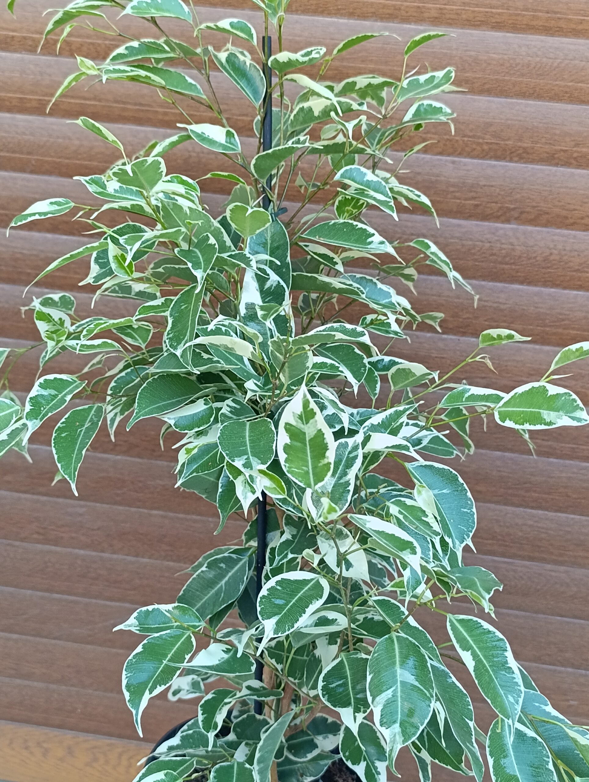 Ficus benjamina ‘Twilight’ – plantă de interior elegantă cu frunziș variegat Ficus benjamina ‘Twilight’ – plantă de interior elegantă cu frunziș variegat