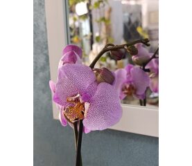 Phalaenopsis 1 tijă – orhidee elegantă cu înflorire de lungă durată-mix de culori