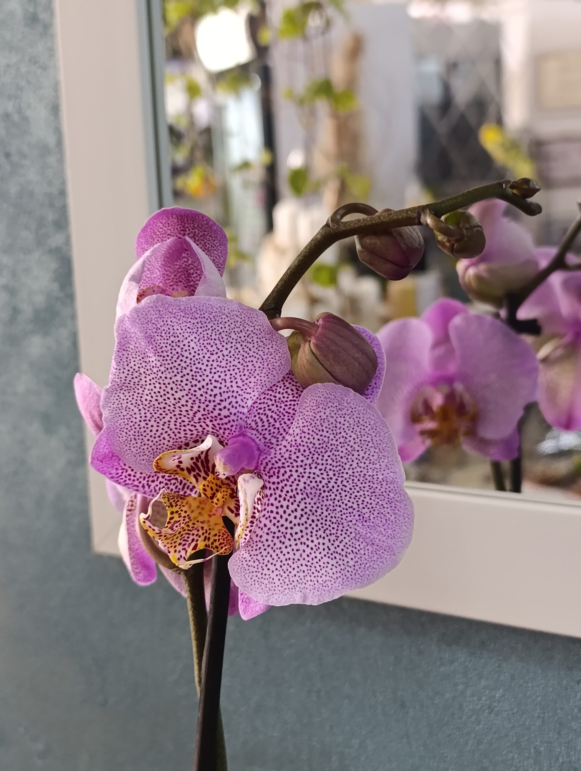 Phalaenopsis 1 tijă – orhidee elegantă cu înflorire de lungă durată-mix de culori Phalaenopsis 1 tijă – orhidee elegantă cu înflorire de lungă durată-mix de culori