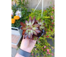 Sempervivum – Planta suculentă rezistentă, cunoscută drept „Trandafirul de piatră”