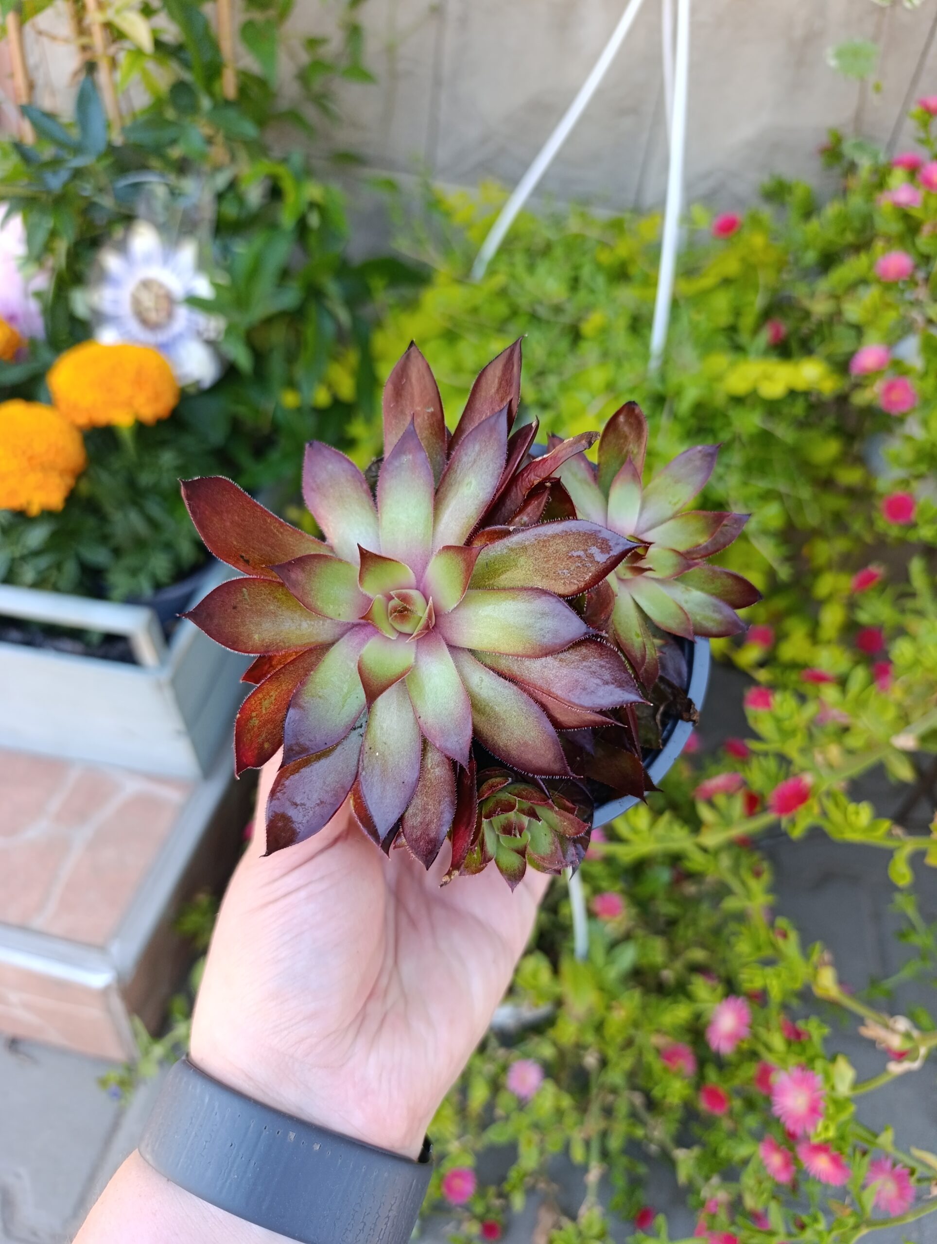 Sempervivum – Planta suculentă rezistentă, cunoscută drept „Trandafirul de piatră” Sempervivum – Planta suculentă rezistentă, cunoscută drept „Trandafirul de piatră”