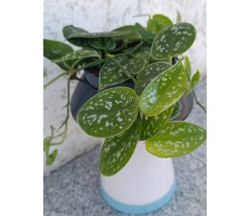 Scindapsus pictus ‘Argyraeus’ – plantă curgătoare cu frunze argintii spectaculoase