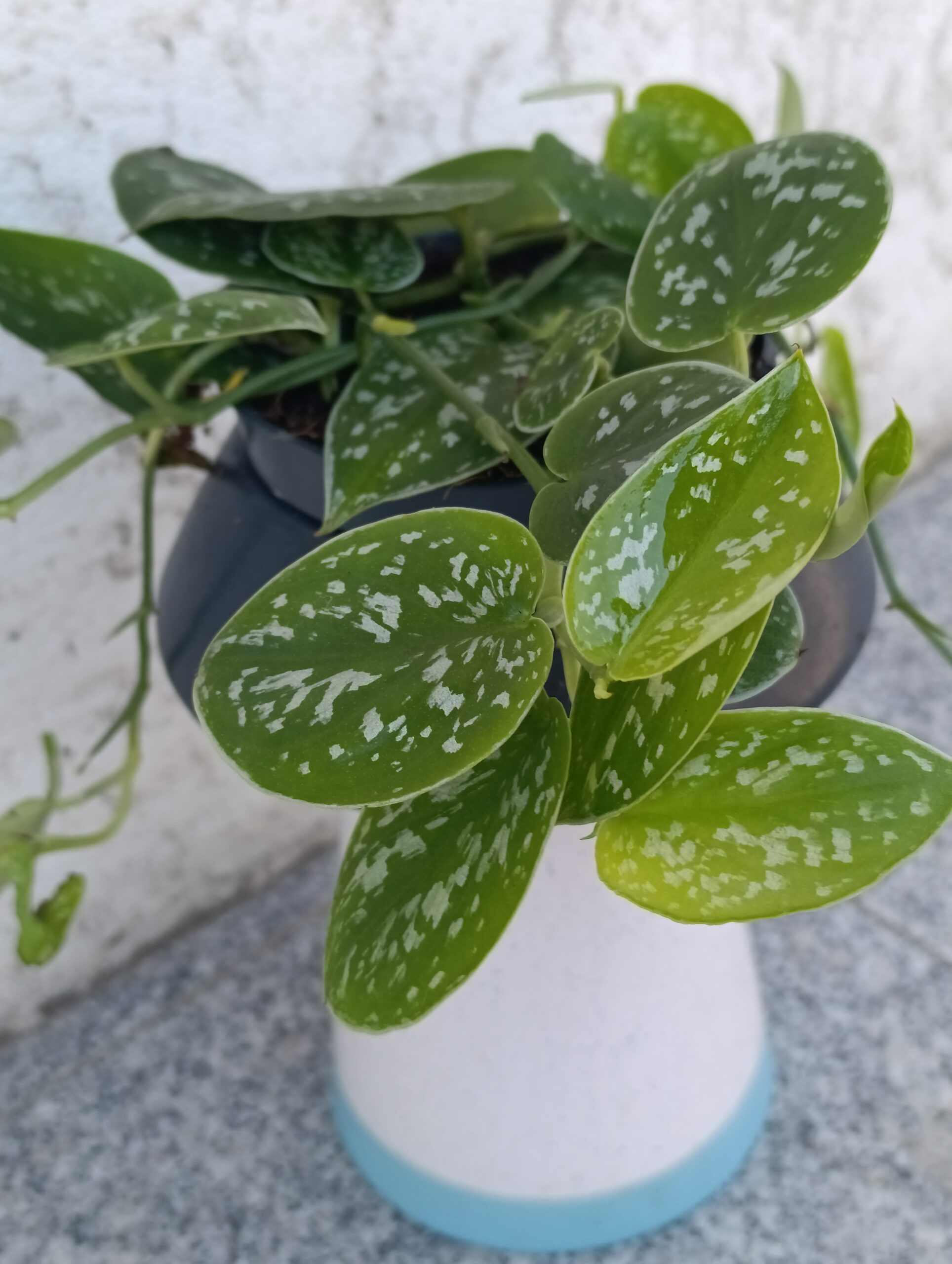 Scindapsus pictus ‘Argyraeus’ – plantă curgătoare cu frunze argintii spectaculoase Scindapsus pictus ‘Argyraeus’ – plantă curgătoare cu frunze argintii spectaculoase
