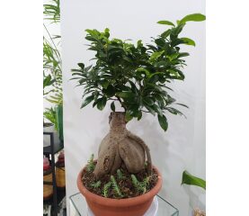 Ficus Ginseng Bonsai – Eleganța Artei Bonsai în Casa Ta