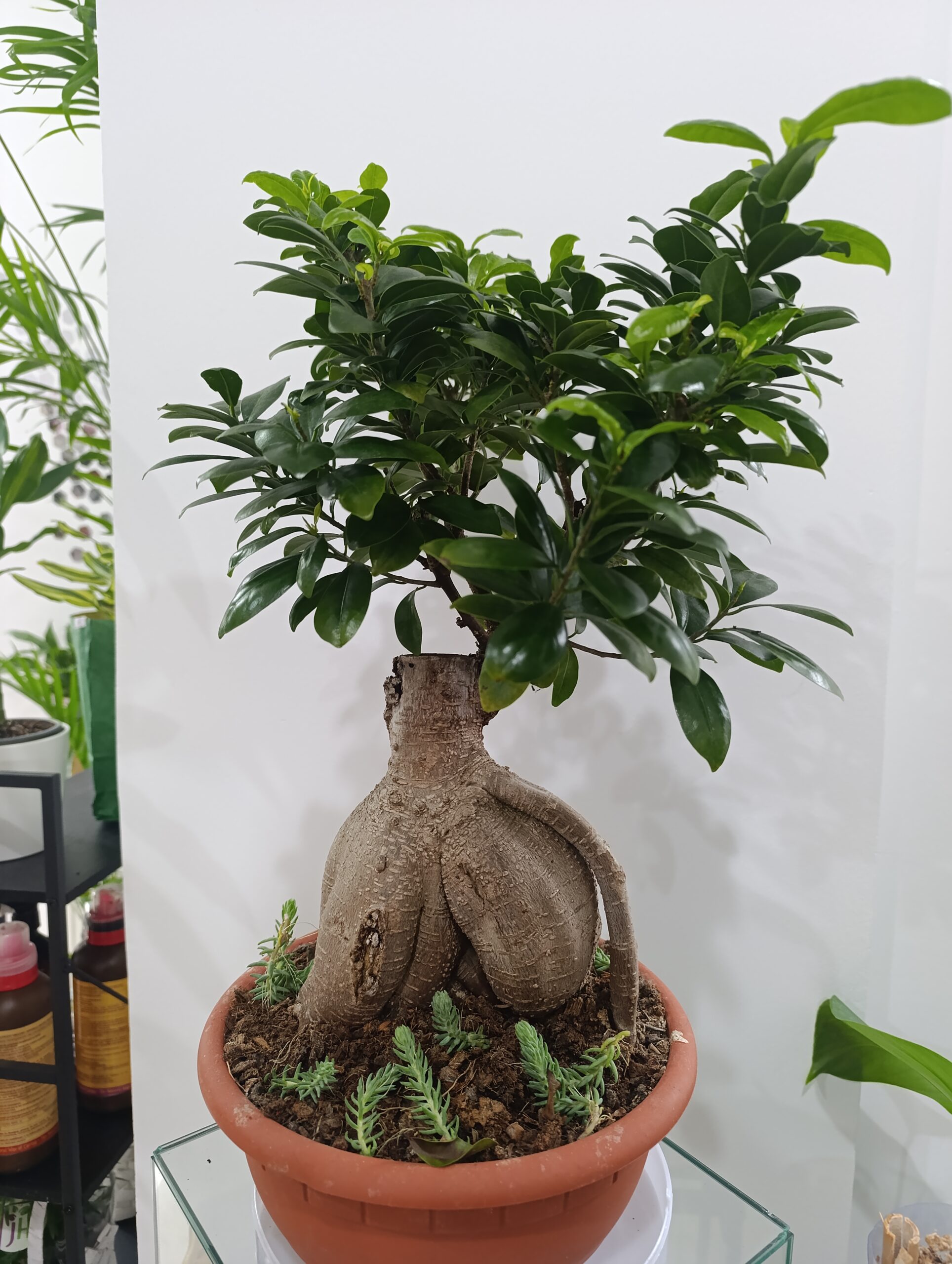 Ficus Ginseng Bonsai – Eleganța Artei Bonsai în Casa Ta Ficus Ginseng Bonsai – Eleganța Artei Bonsai în Casa Ta