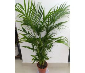 Chamaedorea Cataractarum (Palmier Cascade) – Plantă Tropicală Elegantă pentru Interior