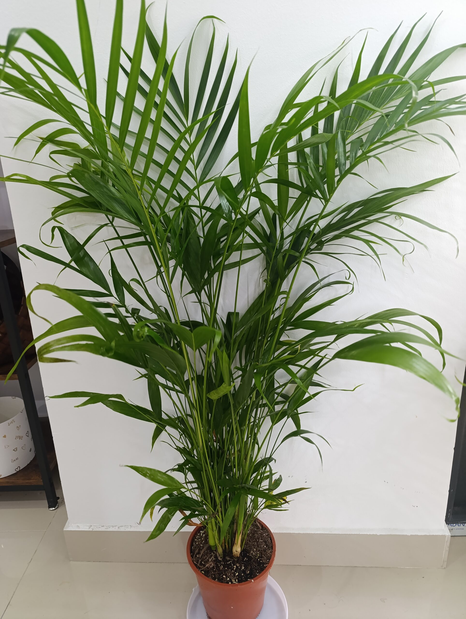 Chamaedorea Cataractarum (Palmier Cascade) – Plantă Tropicală Elegantă pentru Interior Chamaedorea Cataractarum (Palmier Cascade) – Plantă Tropicală Elegantă pentru Interior