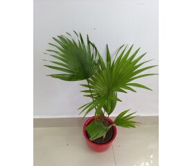 Livistona Rotundifolia (Palmier Evantai) – Eleganță Tropicală pentru Casa Ta