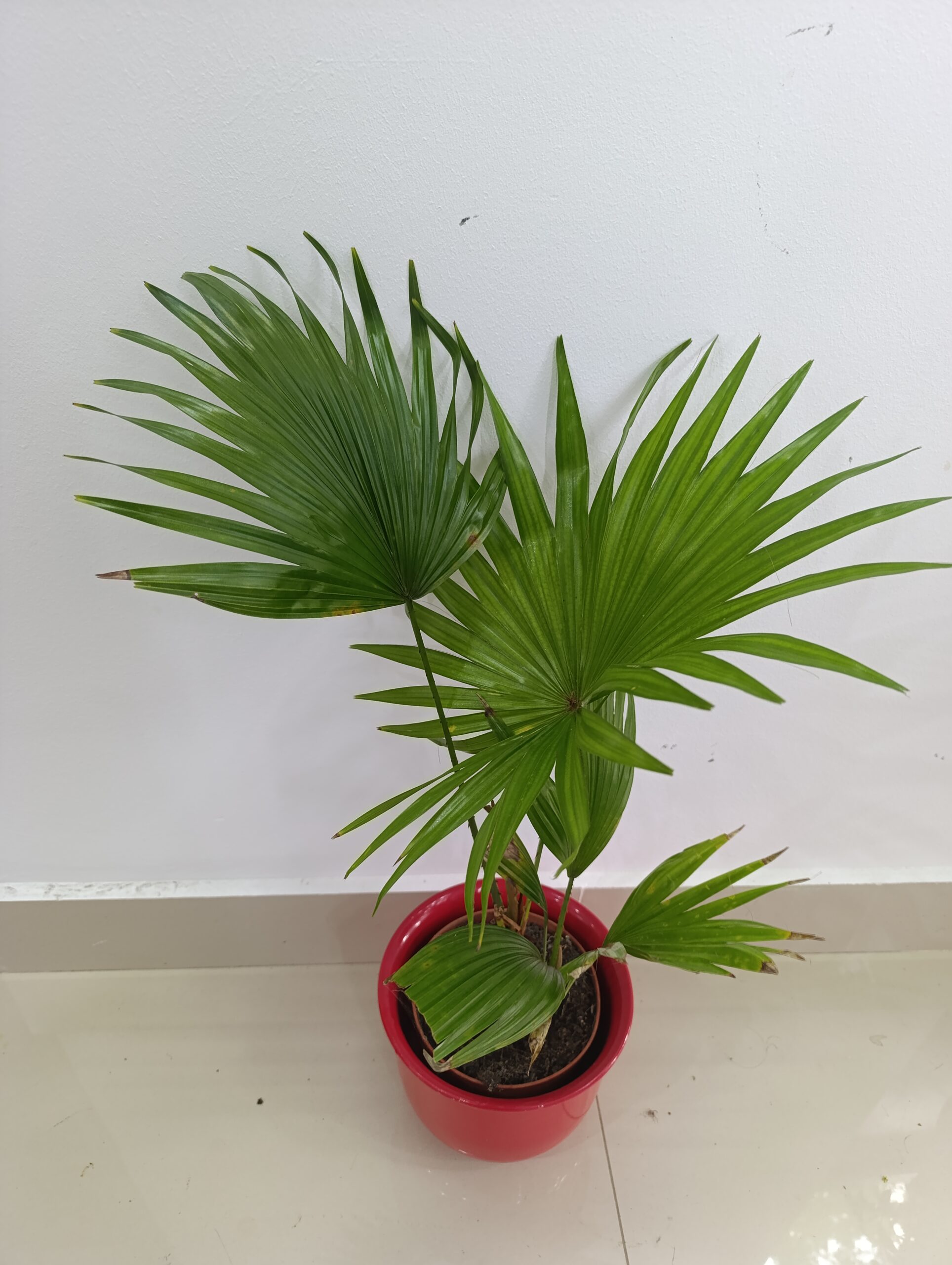 Livistona Rotundifolia (Palmier Evantai) – Eleganță Tropicală pentru Casa Ta Livistona Rotundifolia (Palmier Evantai) – Eleganță Tropicală pentru Casa Ta