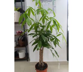 Pachira Aquatica – Arborele Banilor, Plantă Decorativă pentru Prosperitate și Noroc