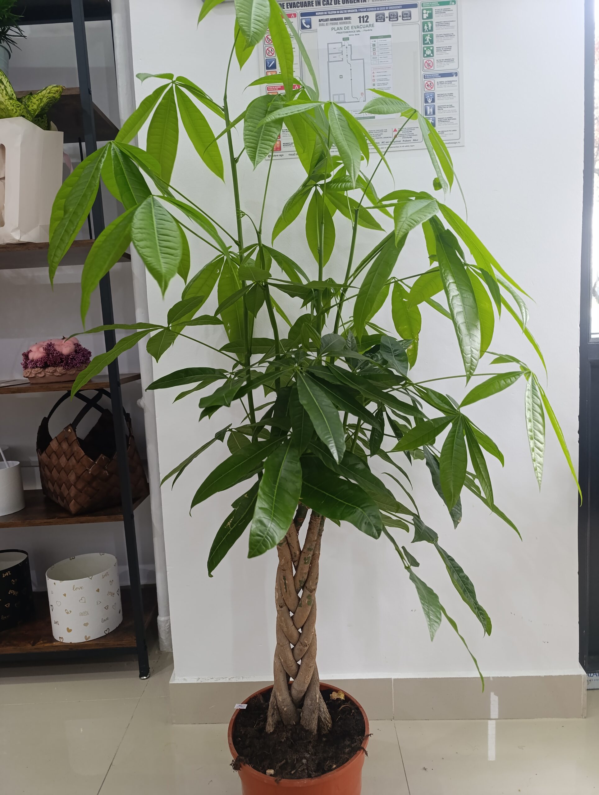 Pachira Aquatica – Arborele Banilor, Plantă Decorativă pentru Prosperitate și Noroc Pachira Aquatica – Arborele Banilor, Plantă Decorativă pentru Prosperitate și Noroc