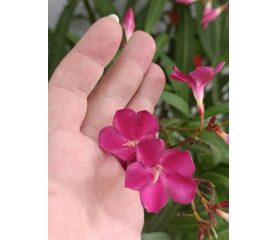 Leandru (Nerium Oleander) – Arbust Mediteranean cu Înflorire Spectaculoasă