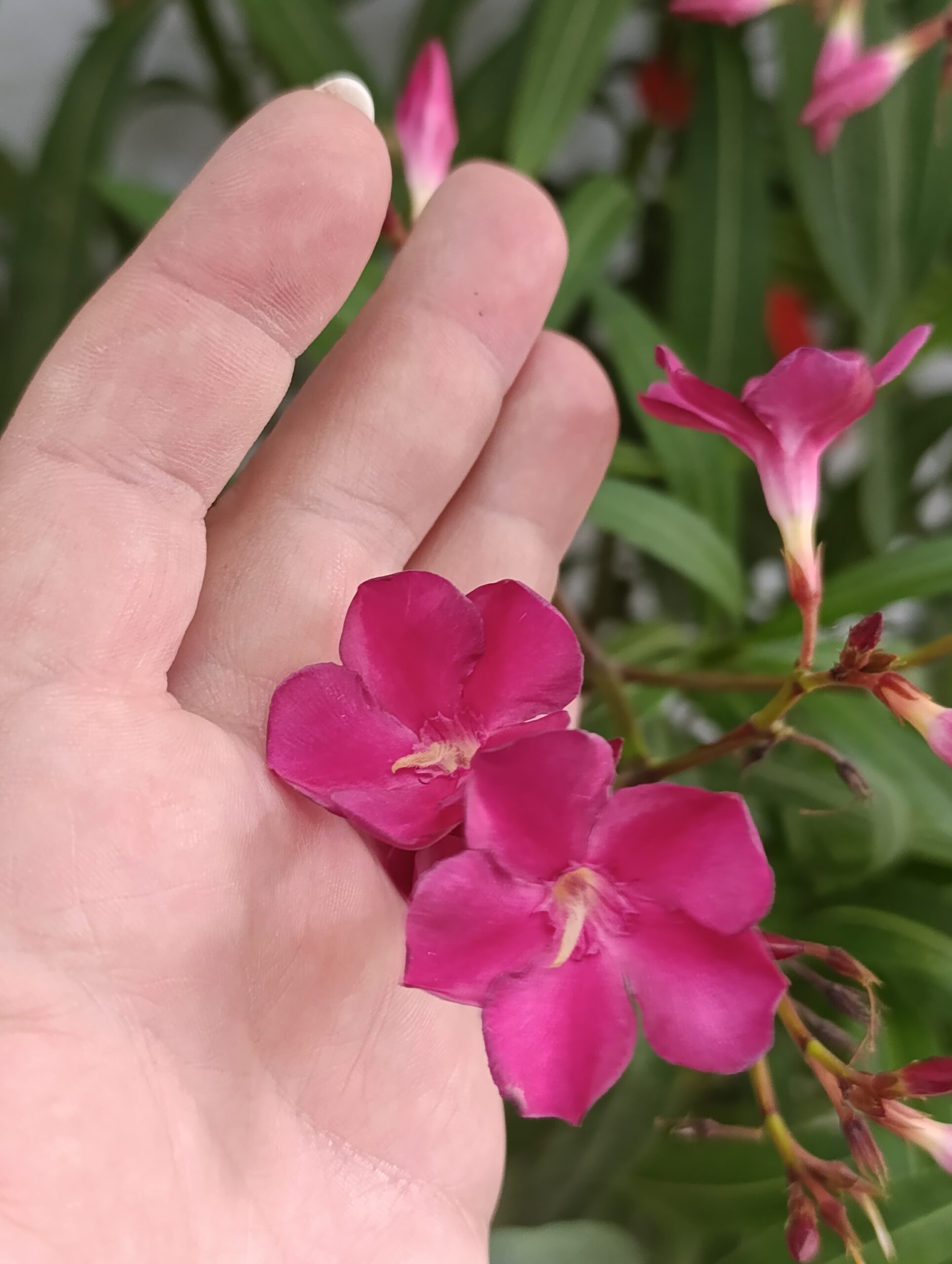 Leandru (Nerium Oleander) – Arbust Mediteranean cu Înflorire Spectaculoasă Leandru (Nerium Oleander) – Arbust Mediteranean cu Înflorire Spectaculoasă