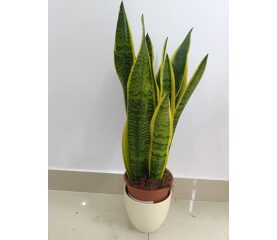Sansevieria Trifasciata (Limba Soacrei) – Plantă de Interior Elegantă și Ușor de Întreținut