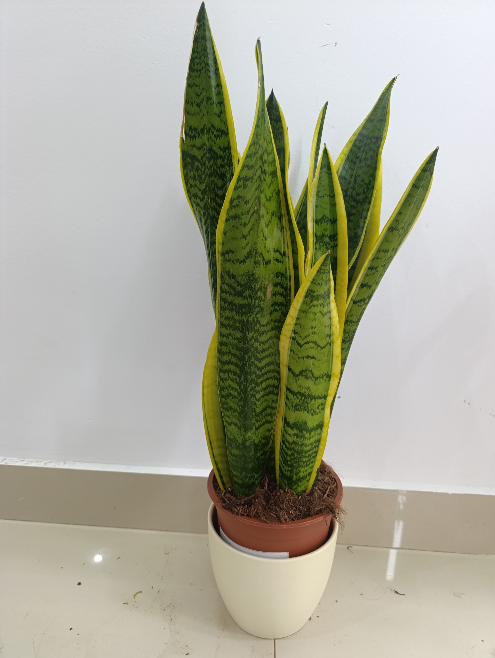 Sansevieria Trifasciata (Limba Soacrei) – Plantă de Interior Elegantă și Ușor de Întreținut Sansevieria Trifasciata (Limba Soacrei) – Plantă de Interior Elegantă și Ușor de Întreținut