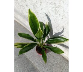 Cordyline Mix – Plantă tropicală cu frunziș colorat și decorativ