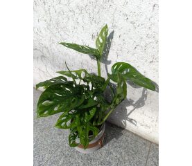 Monstera adansonii – Planta tropicală cu frunze perforate, perfectă pentru orice interior