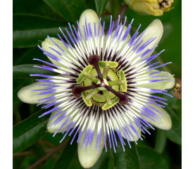 Passiflora caerulea (Floarea Pasiunii Albastră) – plantă cățărătoare spectaculoasă pentru grădină și terasă