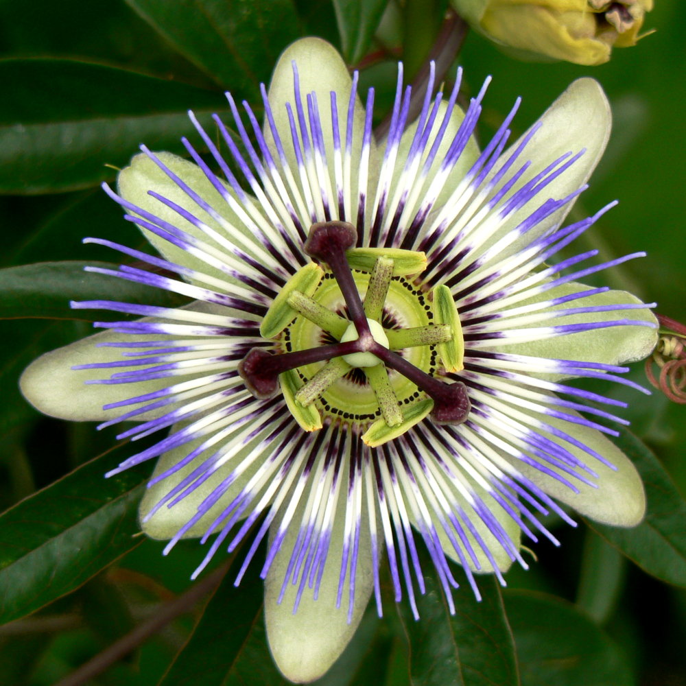 Passiflora caerulea (Floarea Pasiunii Albastră) – plantă cățărătoare spectaculoasă pentru grădină și terasă Passiflora caerulea (Floarea Pasiunii Albastră) – plantă cățărătoare spectaculoasă pentru grădină și terasă
