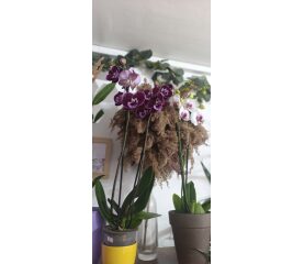 Orhidee Phalaenopsis cu 2 tije – mix de culori