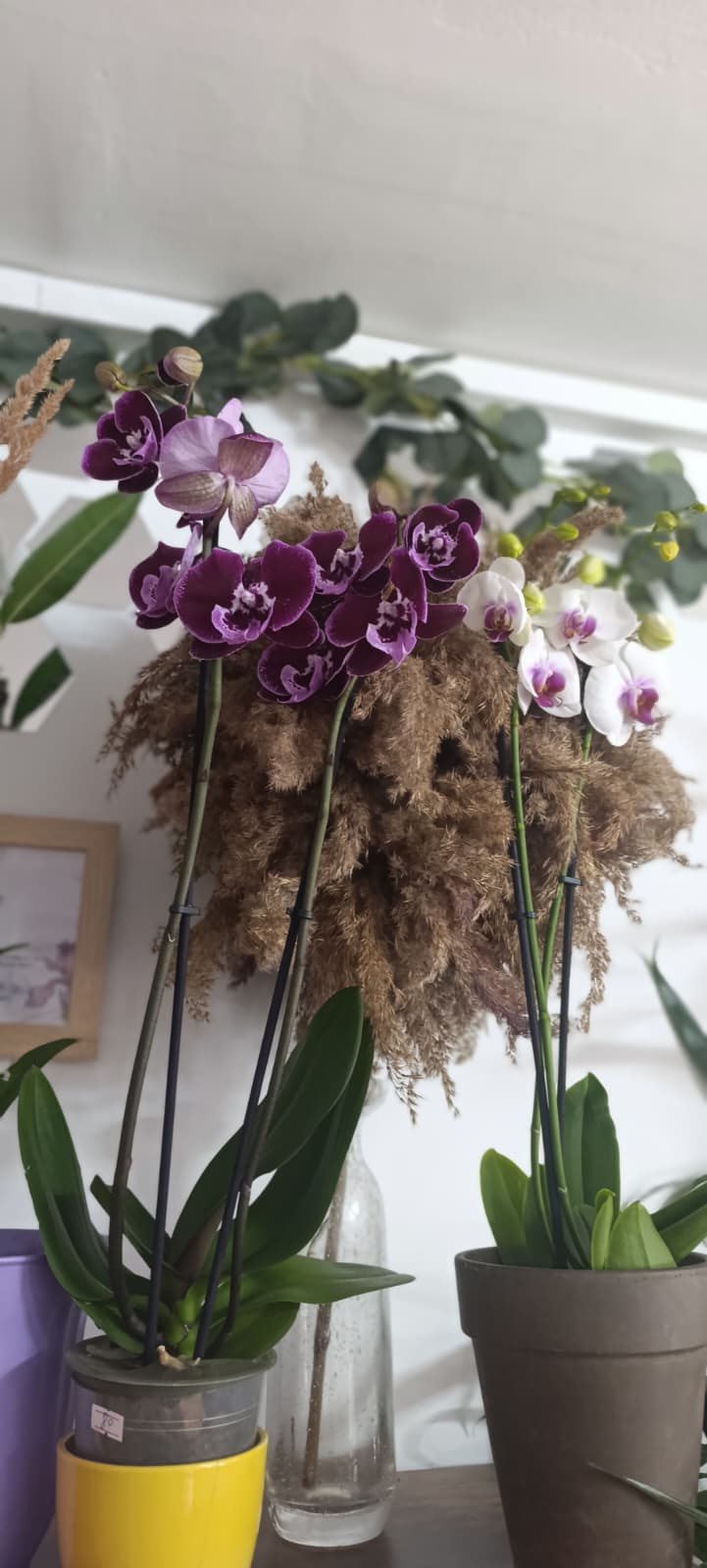 Orhidee Phalaenopsis cu 2 tije – mix de culori Orhidee Phalaenopsis cu 2 tije – mix de culori