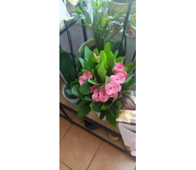 Euphorbia Milii Charlotte – Coroana lui Hristos