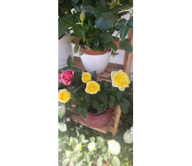 Mini trandafiri la ghiveci, mix de culori – ghiveci Ø13 cm