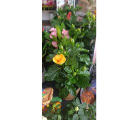 Hibiscus Sunny Mix de culori – plantă cu flori în ghiveci de 13 cm