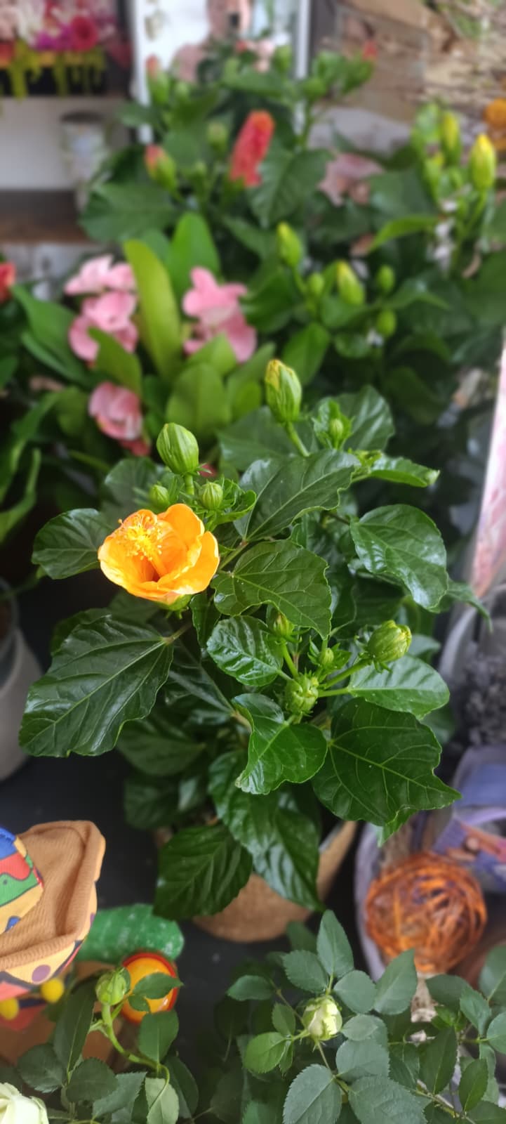 Hibiscus Sunny Mix de culori – plantă cu flori în ghiveci de 13 cm Hibiscus Sunny Mix de culori – plantă cu flori în ghiveci de 13 cm