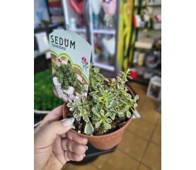 Sedum Mix în Ghiveci de 13 cm – Varietate, Culoare și Rezistență Fără Efort