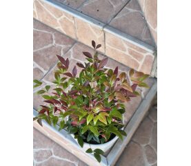 Nandina domestica (Bambusul Sacru) – Elegantă, Elegantă și Spectaculoasă în Fiecare Anotimp