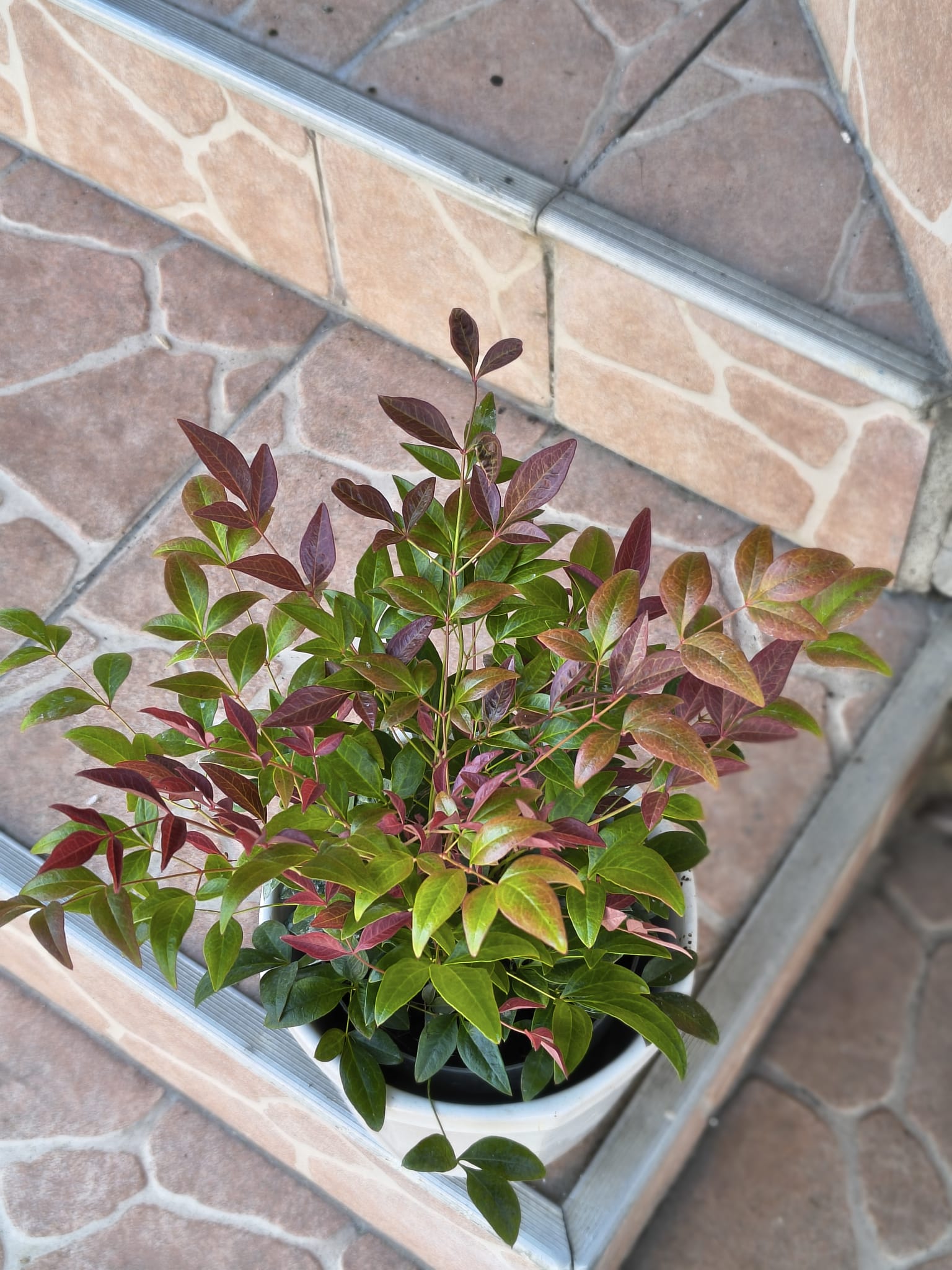 Nandina domestica (Bambusul Sacru) – Elegantă, Elegantă și Spectaculoasă în Fiecare Anotimp Nandina domestica (Bambusul Sacru) – Elegantă, Elegantă și Spectaculoasă în Fiecare Anotimp