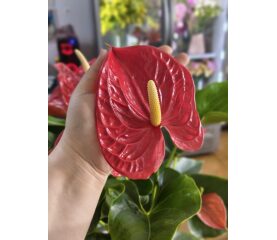 Anthurium Mix de Culori – Eleganță Exotică și Culoare de Lungă Durată
