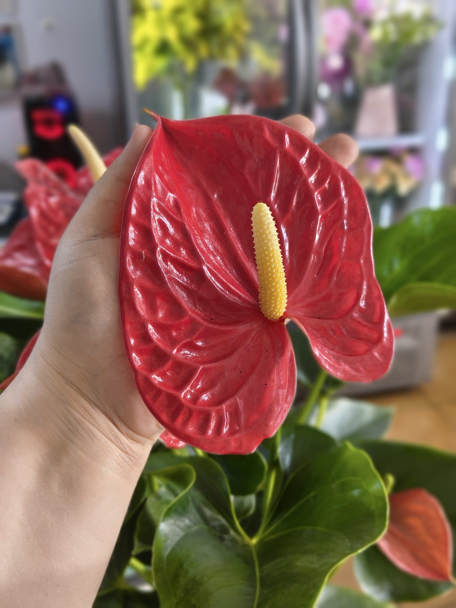 Anthurium Mix de Culori – Eleganță Exotică și Culoare de Lungă Durată Anthurium Mix de Culori – Eleganță Exotică și Culoare de Lungă Durată