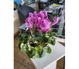 Cyclamen (Ciclama) – Regina Înfloririi în Sezonul Rece
