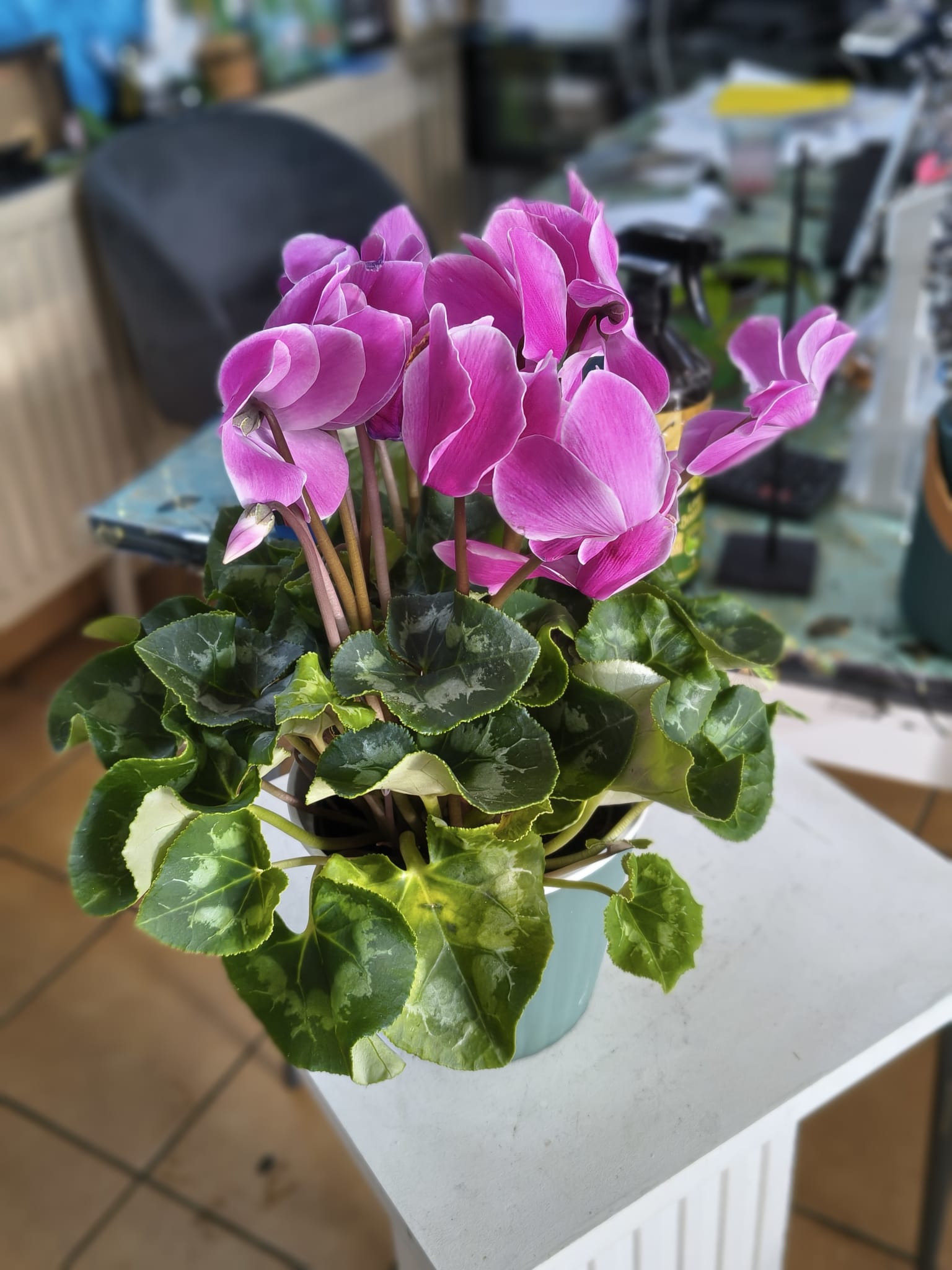 Cyclamen (Ciclama) – Regina Înfloririi în Sezonul Rece Cyclamen (Ciclama) – Regina Înfloririi în Sezonul Rece