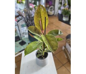 Ficus elastica 'Shivereana' – O Bijuterie Botanică Rară pentru Colecționari